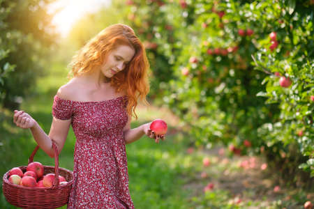 Young red-haired woman helps with picking applesの写真素材