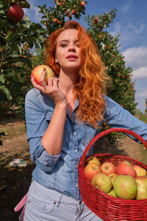Young red-haired woman helps with picking applesの写真素材
