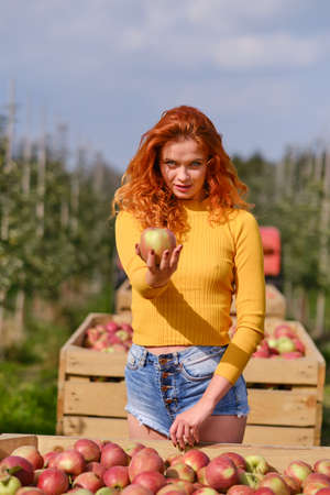 Young red-haired woman helps with picking applesの写真素材