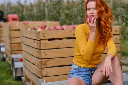 Young red-haired woman helps with picking applesの写真素材