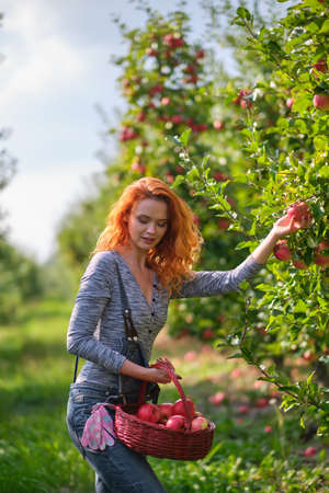Young red-haired woman helps with picking applesの写真素材