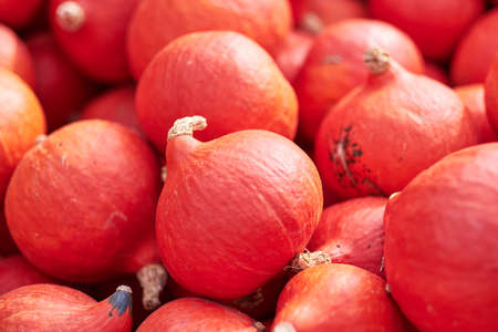 Red pumpkins at outdoor farmer market. pumpkin background. Copy space for your textの写真素材