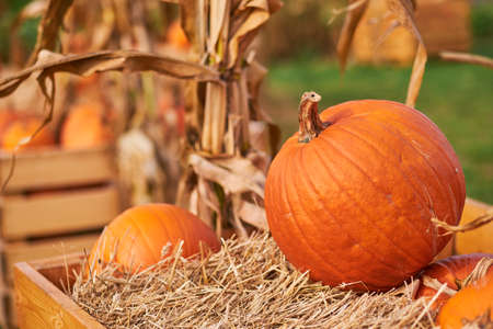 orange pumpkins at outdoor farmer market. pumpkin background. Copy space for your text