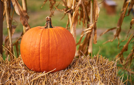 orange pumpkins at outdoor farmer market. pumpkin background. Copy space for your textの写真素材