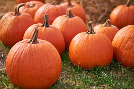 orange pumpkins at outdoor farmer market. pumpkin background. Copy space for your textの写真素材
