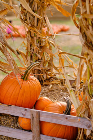 orange pumpkins at outdoor farmer market. pumpkin background. Copy space for your textの写真素材