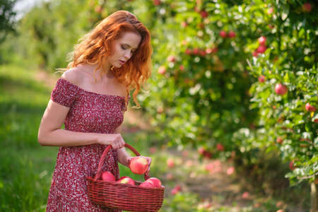 Young red haired woman picking ripe organic apples in wooden crate in orchard or on farm on a fall dayの写真素材