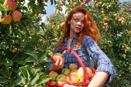 young woman cute blond girl smiling among red apples sun light flares of rays looking at camera on summer outdoor copy space backgroundの写真素材