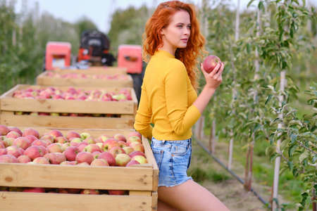 Young red haired woman picking ripe organic apples in wooden crate in orchard or on farm on a fall dayの写真素材