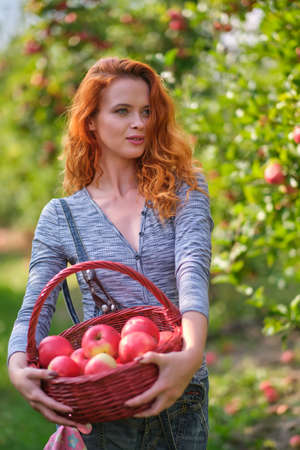 Young red haired woman picking ripe organic apples in wooden crate in orchard or on farm on a fall dayの写真素材