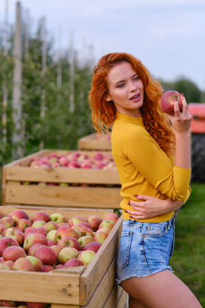 young woman cute blond girl smiling among red apples sun light flares of rays looking at camera on summer outdoor copy space backgroundの写真素材