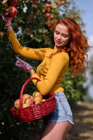 Young red haired woman picking ripe organic apples in wooden crate in orchard or on farm on a fall dayの写真素材