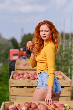 Young red haired woman picking ripe organic apples in wooden crate in orchard or on farm on a fall dayの写真素材