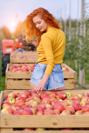 Young red haired woman picking ripe organic apples in wooden crate in orchard or on farm on a fall dayの写真素材