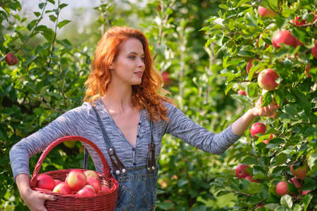 Young red haired woman picking ripe organic apples in wooden crate in orchard or on farm on a fall dayの写真素材