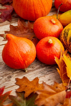 Still life harvest decoration for Thanksgivingの写真素材