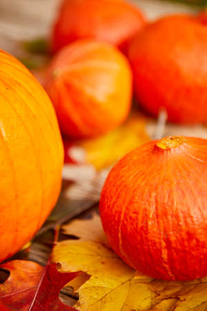 Still life harvest decoration for Thanksgivingの写真素材