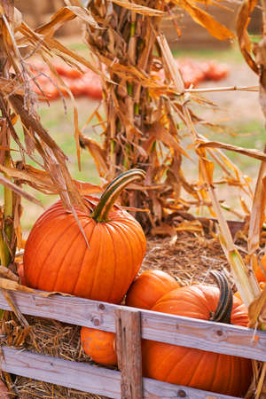 Still life harvest decoration for Thanksgivingの写真素材