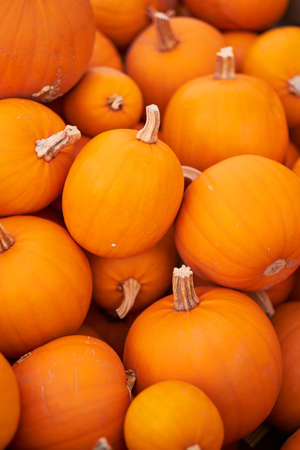 Still life harvest decoration for Thanksgivingの写真素材
