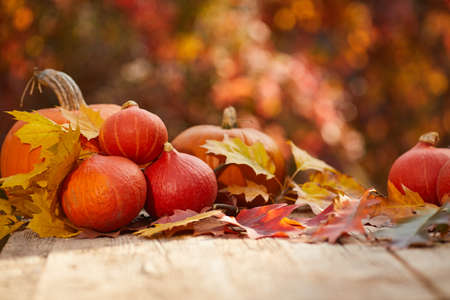 Still life harvest decoration for Thanksgivingの写真素材