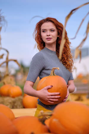 Beautiful woman harvesting pumpkinsの写真素材