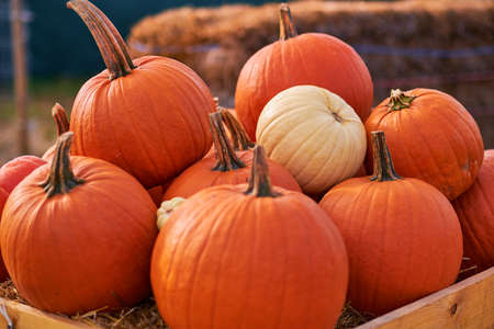 Autumn still-life with pumpkinsの写真素材