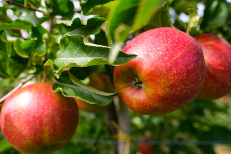 red apples on branch. Autumn harvest, Orchardの写真素材