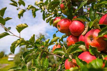 red apples on branch. Autumn harvest, Orchardの写真素材