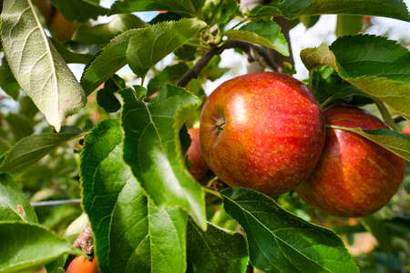 red apples on branch. Autumn harvest, Orchardの写真素材