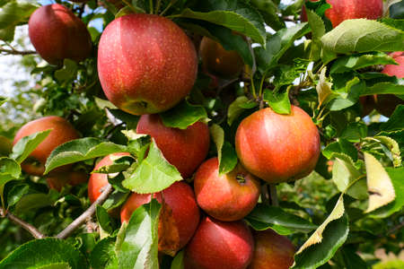 red apples on branch. Autumn harvest, Orchardの写真素材