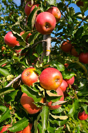 red apples on branch. Autumn harvest, Orchard