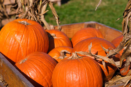 Autumn squashes and pumpkinsの写真素材