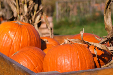Still life harvest decoration for Thanksgivingの写真素材