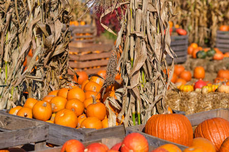 Still life harvest decoration for Thanksgivingの写真素材