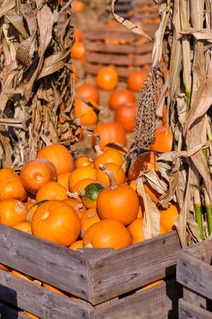 Autumn squashes and pumpkinsの写真素材