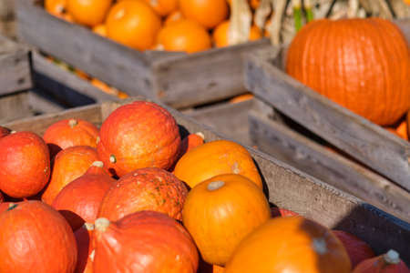 Still life harvest decoration for Thanksgivingの写真素材