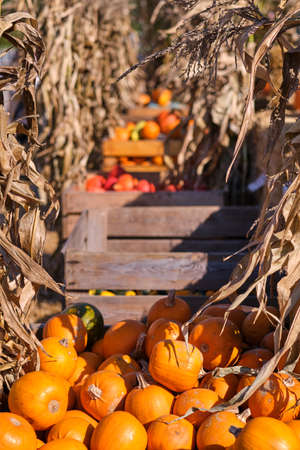 Still life harvest decoration for Thanksgivingの写真素材