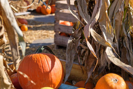 Autumn squashes and pumpkinsの写真素材