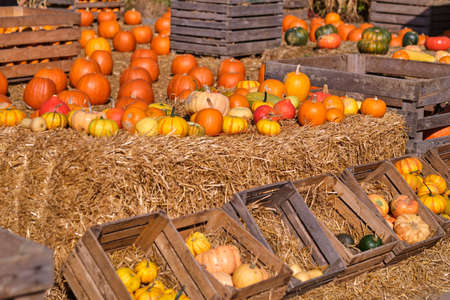 Autumn squashes and pumpkinsの写真素材
