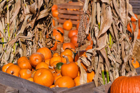 Autumn squashes and pumpkinsの写真素材