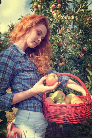 Fruit farmer woman harvesting apples in her basketの写真素材
