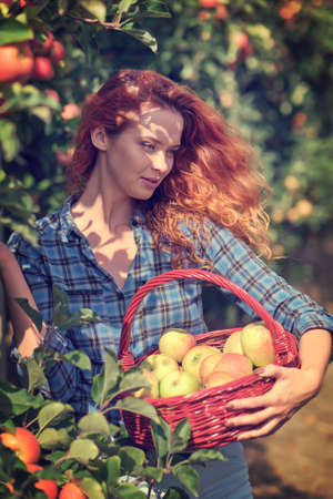 Fruit farmer woman harvesting apples in her basketの写真素材