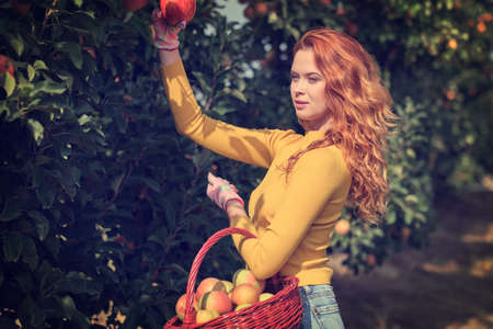 Fruit farmer woman harvesting apples in her basketの写真素材