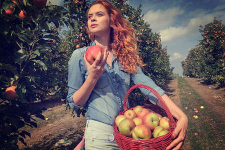 Fruit farmer woman harvesting apples in her basketの写真素材