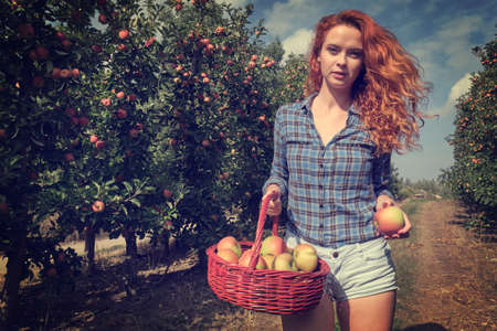 Fruit farmer woman harvesting apples in her basketの写真素材