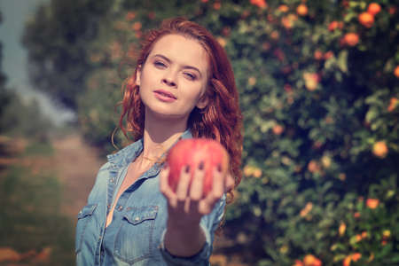 Fruit farmer woman harvesting apples in her basketの写真素材