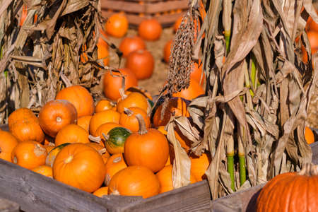 Still life harvest decoration for Thanksgivingの写真素材