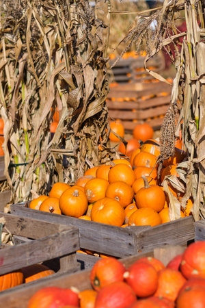 Autumn squashes and pumpkinsの写真素材