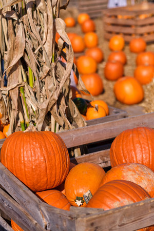 Autumn squashes and pumpkinsの写真素材