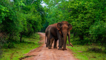 Elephant close up. Big elephant walking through the forest. Standing elephant full length close up. Old Asian elephantの写真素材